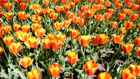 Ottawa tulipes