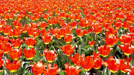 Ottawa tulipes
