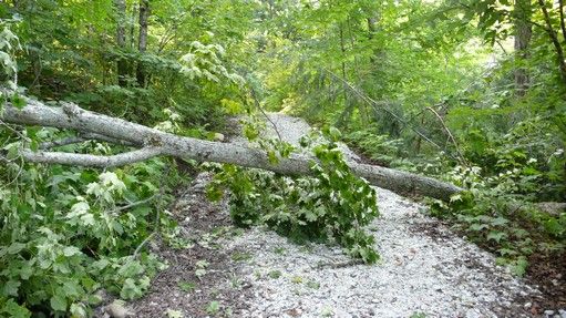 un arbre sur le chemin