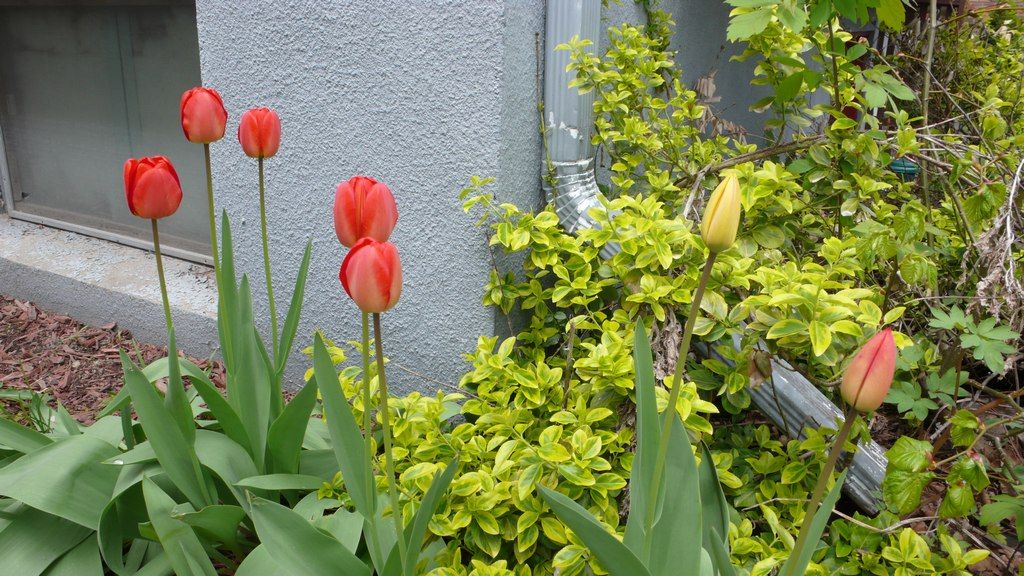 nos premières tulipes
