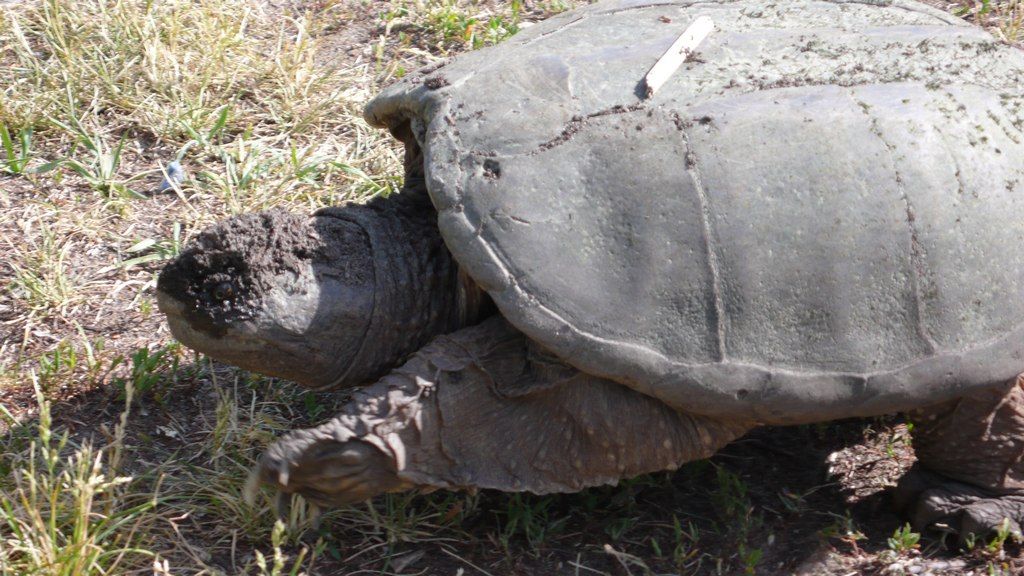 tortue