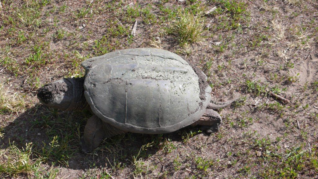 tortue