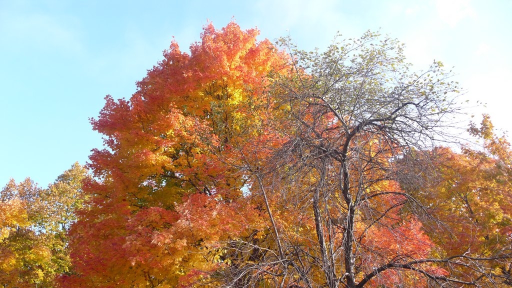 couleurs automne