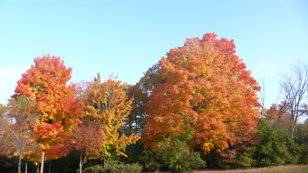 couleurs automne