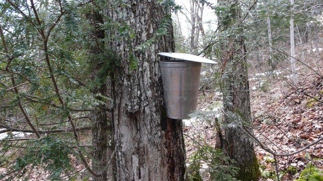 Notre eau d'érable